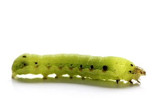Worm Attacks Tumblr, Spams Huge Blogs